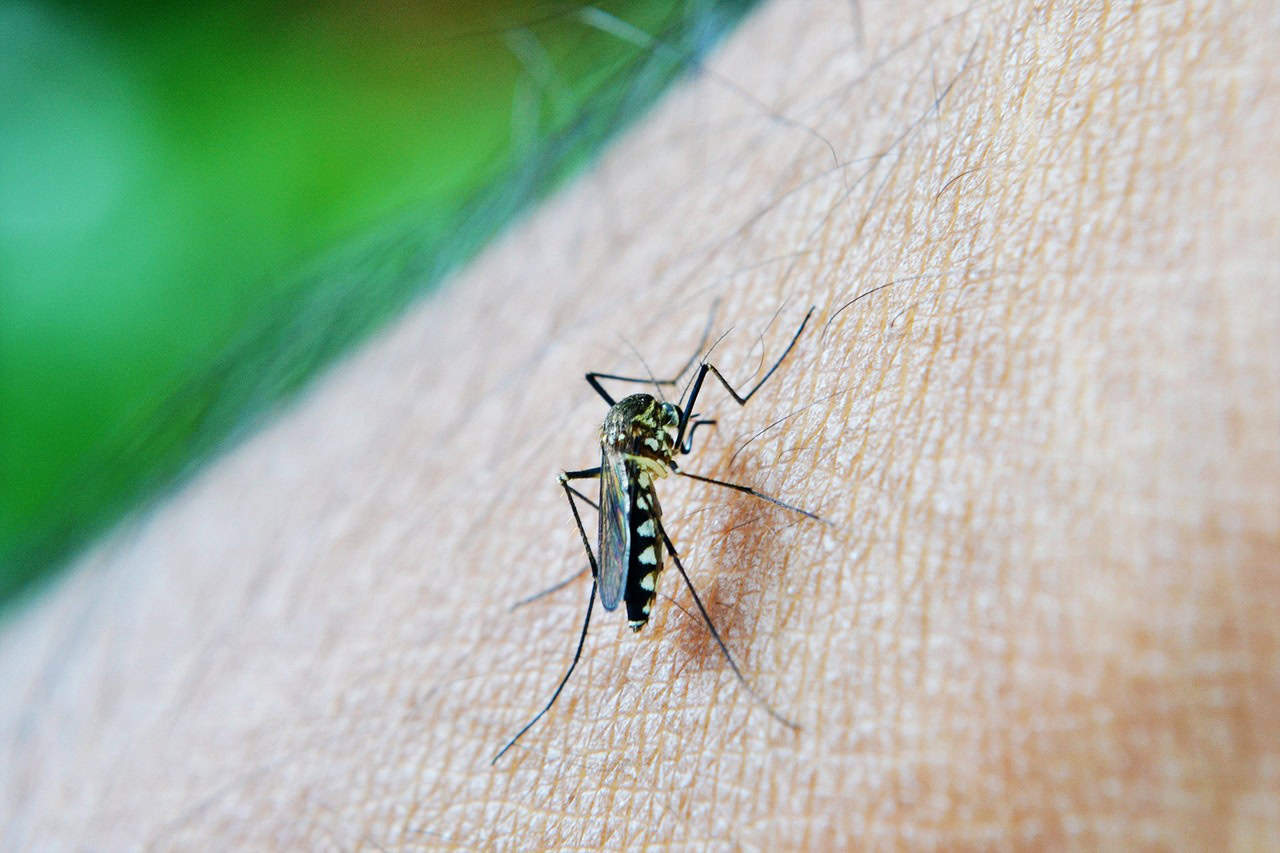 Read more about the article Dengue Fever Outbreak Sweeps Across the Americas: Pan American Health Organization Raises Alarm