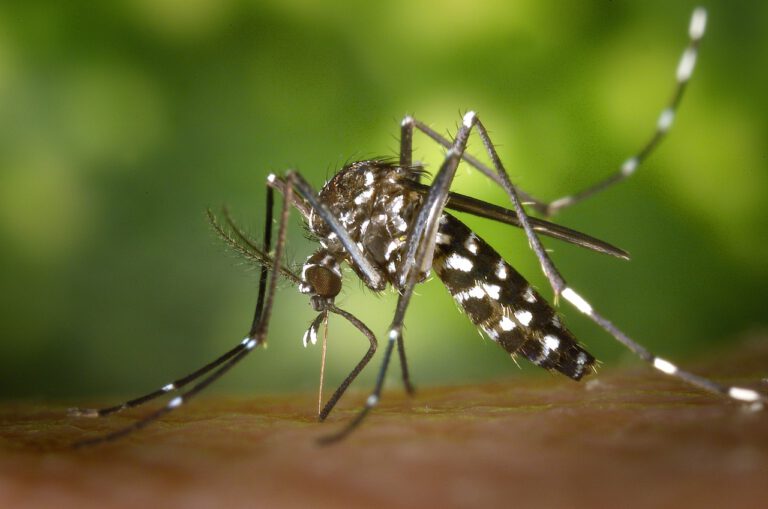 Read more about the article Dancing with the Monsoon: Conquering Dengue Fever with Prevention and Control
