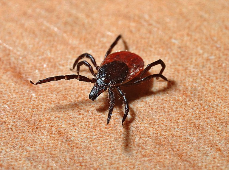 Read more about the article Unlocking the Mysteries of Lyme Disease: What the Latest Science Reveals
