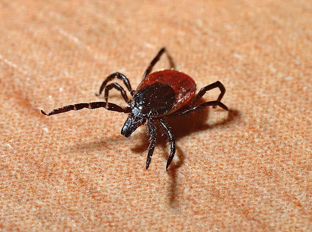 Read more about the article Unlocking the Mysteries of Lyme Disease: What the Latest Science Reveals